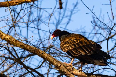 Ayırt edici kırmızı kafası ve koyu kahverengi tüyleriyle bir hindi akbabası, açık mavi gökyüzüne karşı çıplak bir ağaç dalına tünemiş. Kuşun keskin gagası ve dikkatli duruşu doğal ortamında bir uyanıklık hissi verir..