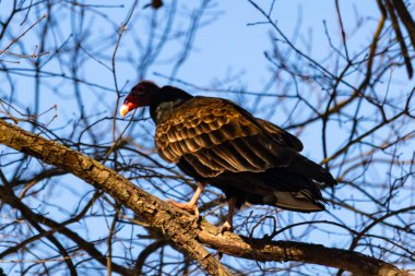 Ayırt edici kırmızı kafası ve koyu kahverengi tüyleriyle bir hindi akbabası, açık mavi gökyüzüne karşı çıplak bir ağaç dalına tünemiş. Kuşun keskin gagası ve dikkatli duruşu doğal ortamında bir uyanıklık hissi verir..
