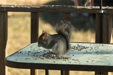Kabarık tüylü gri bir sincap cam bir masanın üzerinde oturur ve özenle dağınık ayçiçeği tohumlarını kemirir. Kıllı kuyruğu göze çarpar ve ahşap korkuluklar arka planı bulanıklaştırır..