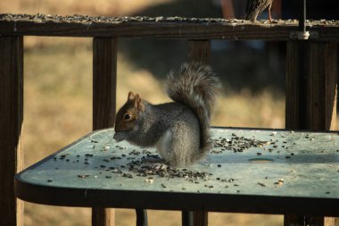 Kabarık tüylü gri bir sincap cam bir masanın üzerinde oturur ve özenle dağınık ayçiçeği tohumlarını kemirir. Kıllı kuyruğu göze çarpar ve ahşap korkuluklar arka planı bulanıklaştırır..