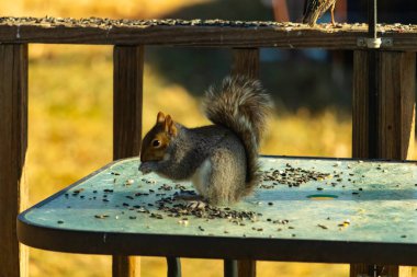 Kabarık tüylü gri bir sincap cam bir masanın üzerinde oturur ve özenle dağınık ayçiçeği tohumlarını kemirir. Kıllı kuyruğu göze çarpar ve ahşap korkuluklar arka planı bulanıklaştırır..