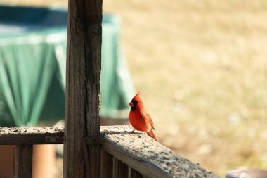 Canlı kırmızı bir erkek Kuzey Kardinal tünemiş ahşap bir çite tünemiş parlak tüyleri yumuşak bulanık, açık renkli arka plana karşı çarpıcı bir kontrasttır, belki bir ekran ya da uzak bir yeşillik.