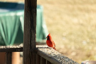Canlı kırmızı bir erkek Kuzey Kardinal tünemiş ahşap bir çite tünemiş parlak tüyleri yumuşak bulanık, açık renkli arka plana karşı çarpıcı bir kontrasttır, belki bir ekran ya da uzak bir yeşillik.