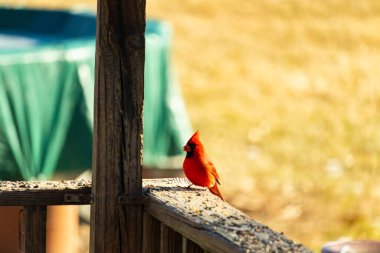 Canlı kırmızı bir erkek Kuzey Kardinal tünemiş ahşap bir çite tünemiş parlak tüyleri yumuşak bulanık, açık renkli arka plana karşı çarpıcı bir kontrasttır, belki bir ekran ya da uzak bir yeşillik.