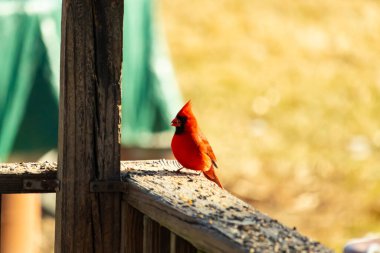 Canlı kırmızı bir erkek Kuzey Kardinal tünemiş ahşap bir çite tünemiş parlak tüyleri yumuşak bulanık, açık renkli arka plana karşı çarpıcı bir kontrasttır, belki bir ekran ya da uzak bir yeşillik.