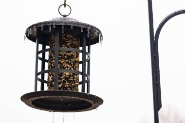 Tohumlarla dolu metal bir kuş yemliği dışarıda asılı duruyor. Besleyicinin karanlık yüzeyi eriyen buz saçaklarıyla bezenmiş. Bu da yeni erime ya da soğuk koşulların kuşlara kış aylarında yiyecek sağladığını gösteriyor..