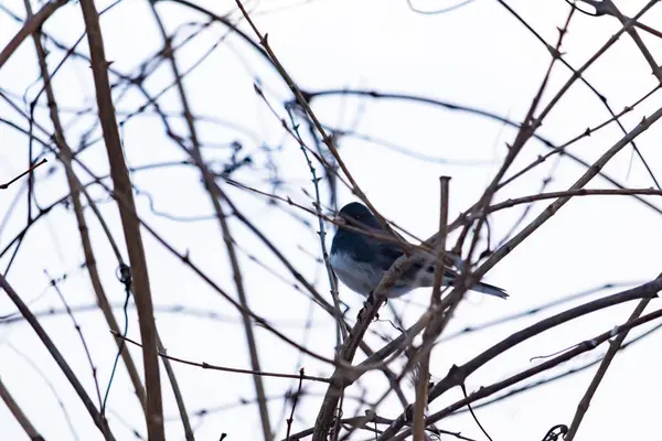 Küçük, koyu renk gözlü bir junco kuşu yoğun, iç içe geçmiş dallar arasında ihtiyatlı bir şekilde tünemektedir. Yumuşak, sessiz arka plan, muhtemelen bulutlu bir gökyüzü veya bir pencere, kuşun hassas siluetini ve karmaşık dalları vurgular..