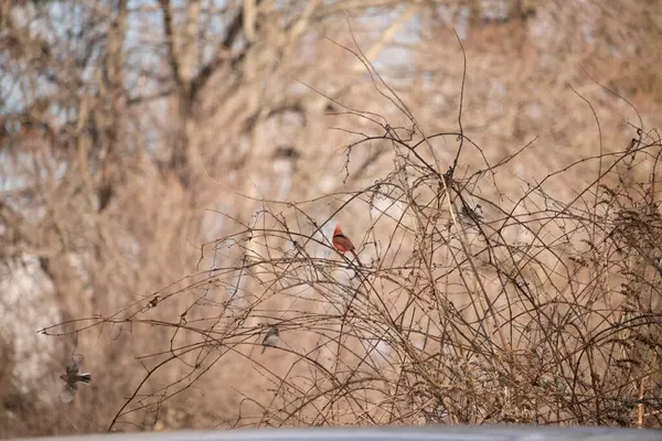 Canlı kırmızı bir kardinal, muhtemelen kışın çıplak ve kahverengi dalların arasında göze çarpıyor. Diğer küçük kuşlar da ince dallardan oluşan karmaşık ağ içinde görülebilir, yumuşak ve sessiz bir arka plan üzerine kuruludur..