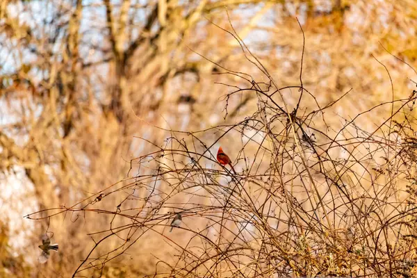 Canlı kırmızı bir kardinal, muhtemelen kışın çıplak ve kahverengi dalların arasında göze çarpıyor. Diğer küçük kuşlar da ince dallardan oluşan karmaşık ağ içinde görülebilir, yumuşak ve sessiz bir arka plan üzerine kuruludur..