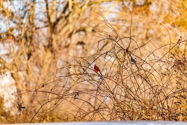 Canlı kırmızı bir kardinal, muhtemelen kışın çıplak ve kahverengi dalların arasında göze çarpıyor. Diğer küçük kuşlar da ince dallardan oluşan karmaşık ağ içinde görülebilir, yumuşak ve sessiz bir arka plan üzerine kuruludur..