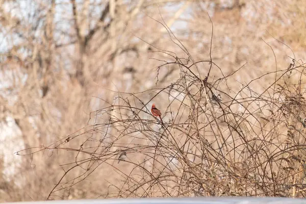 Canlı kırmızı bir kardinal, muhtemelen kışın çıplak ve kahverengi dalların arasında göze çarpıyor. Diğer küçük kuşlar da ince dallardan oluşan karmaşık ağ içinde görülebilir, yumuşak ve sessiz bir arka plan üzerine kuruludur..