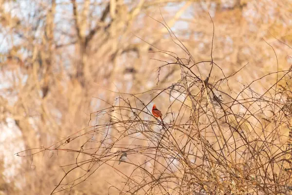Canlı kırmızı bir kardinal, muhtemelen kışın çıplak ve kahverengi dalların arasında göze çarpıyor. Diğer küçük kuşlar da ince dallardan oluşan karmaşık ağ içinde görülebilir, yumuşak ve sessiz bir arka plan üzerine kuruludur..