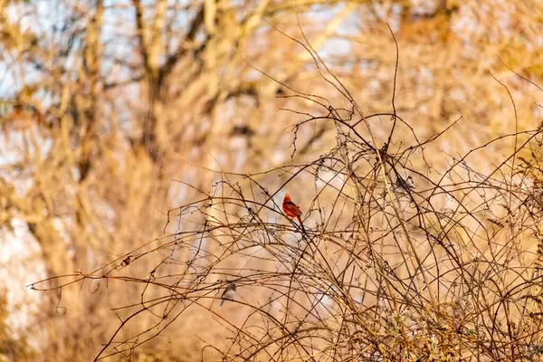 Canlı kırmızı bir kardinal, muhtemelen kışın çıplak ve kahverengi dalların arasında göze çarpıyor. Diğer küçük kuşlar da ince dallardan oluşan karmaşık ağ içinde görülebilir, yumuşak ve sessiz bir arka plan üzerine kuruludur..