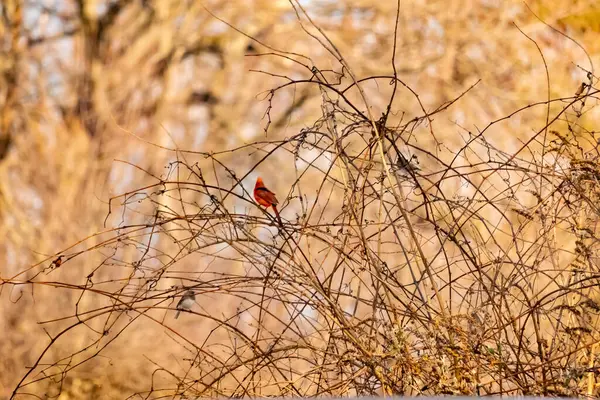 Canlı kırmızı bir kardinal, muhtemelen kışın çıplak ve kahverengi dalların arasında göze çarpıyor. Diğer küçük kuşlar da ince dallardan oluşan karmaşık ağ içinde görülebilir, yumuşak ve sessiz bir arka plan üzerine kuruludur..