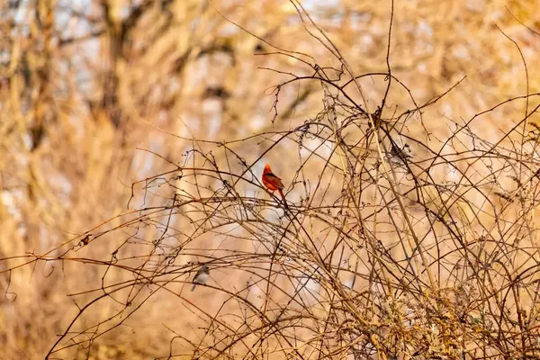 Canlı kırmızı bir kardinal, muhtemelen kışın çıplak ve kahverengi dalların arasında göze çarpıyor. Diğer küçük kuşlar da ince dallardan oluşan karmaşık ağ içinde görülebilir, yumuşak ve sessiz bir arka plan üzerine kuruludur..