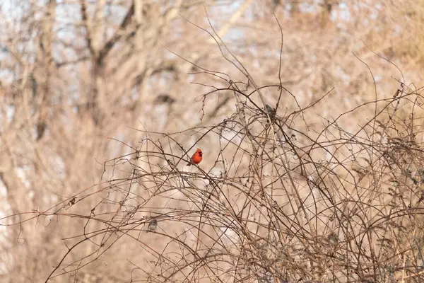 Canlı kırmızı bir kardinal, muhtemelen kışın çıplak ve kahverengi dalların arasında göze çarpıyor. Diğer küçük kuşlar da ince dallardan oluşan karmaşık ağ içinde görülebilir, yumuşak ve sessiz bir arka plan üzerine kuruludur..