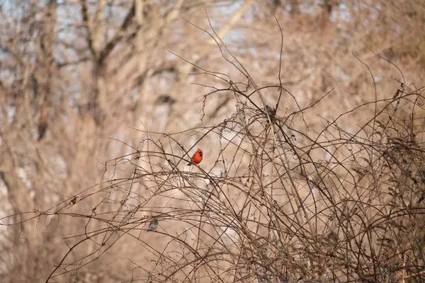 Canlı kırmızı bir kardinal, muhtemelen kışın çıplak ve kahverengi dalların arasında göze çarpıyor. Diğer küçük kuşlar da ince dallardan oluşan karmaşık ağ içinde görülebilir, yumuşak ve sessiz bir arka plan üzerine kuruludur..