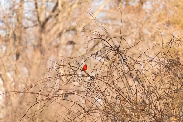 Canlı kırmızı bir kardinal, muhtemelen kışın çıplak ve kahverengi dalların arasında göze çarpıyor. Diğer küçük kuşlar da ince dallardan oluşan karmaşık ağ içinde görülebilir, yumuşak ve sessiz bir arka plan üzerine kuruludur..