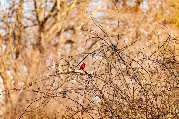 Canlı kırmızı bir kardinal, muhtemelen kışın çıplak ve kahverengi dalların arasında göze çarpıyor. Diğer küçük kuşlar da ince dallardan oluşan karmaşık ağ içinde görülebilir, yumuşak ve sessiz bir arka plan üzerine kuruludur..