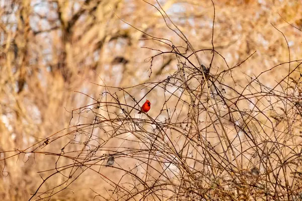Canlı kırmızı bir kardinal, muhtemelen kışın çıplak ve kahverengi dalların arasında göze çarpıyor. Diğer küçük kuşlar da ince dallardan oluşan karmaşık ağ içinde görülebilir, yumuşak ve sessiz bir arka plan üzerine kuruludur..