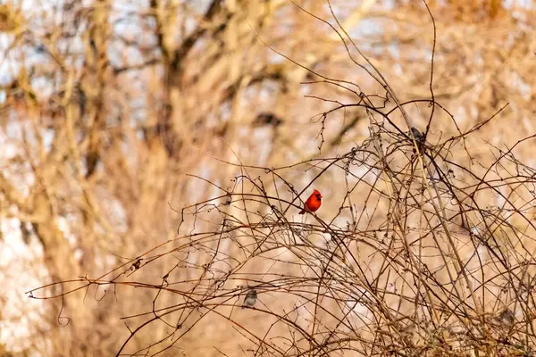 Canlı kırmızı bir kardinal, muhtemelen kışın çıplak ve kahverengi dalların arasında göze çarpıyor. Diğer küçük kuşlar da ince dallardan oluşan karmaşık ağ içinde görülebilir, yumuşak ve sessiz bir arka plan üzerine kuruludur..