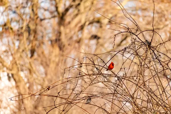 Canlı kırmızı bir kardinal, muhtemelen kışın çıplak ve kahverengi dalların arasında göze çarpıyor. Diğer küçük kuşlar da ince dallardan oluşan karmaşık ağ içinde görülebilir, yumuşak ve sessiz bir arka plan üzerine kuruludur..