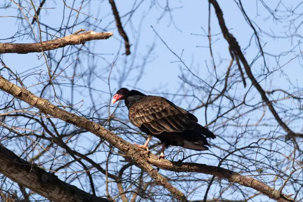 Ayırt edici kırmızı kafası ve koyu kahverengi tüyleriyle bir hindi akbabası, açık mavi gökyüzüne karşı çıplak bir ağaç dalına tünemiş. Kuşun keskin gagası ve dikkatli duruşu doğal ortamında bir uyanıklık hissi verir..