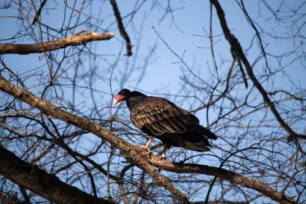 Ayırt edici kırmızı kafası ve koyu kahverengi tüyleriyle bir hindi akbabası, açık mavi gökyüzüne karşı çıplak bir ağaç dalına tünemiş. Kuşun keskin gagası ve dikkatli duruşu doğal ortamında bir uyanıklık hissi verir..