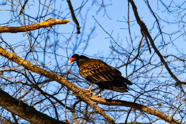Ayırt edici kırmızı kafası ve koyu kahverengi tüyleriyle bir hindi akbabası, açık mavi gökyüzüne karşı çıplak bir ağaç dalına tünemiş. Kuşun keskin gagası ve dikkatli duruşu doğal ortamında bir uyanıklık hissi verir..