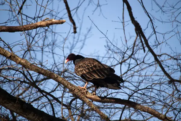 Ayırt edici kırmızı kafası ve koyu kahverengi tüyleriyle bir hindi akbabası, açık mavi gökyüzüne karşı çıplak bir ağaç dalına tünemiş. Kuşun keskin gagası ve dikkatli duruşu doğal ortamında bir uyanıklık hissi verir..