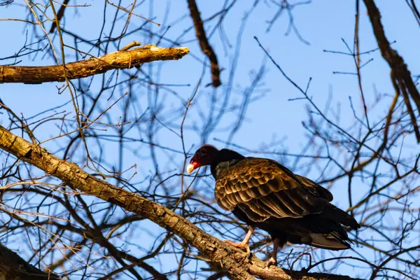 Ayırt edici kırmızı kafası ve koyu kahverengi tüyleriyle bir hindi akbabası, açık mavi gökyüzüne karşı çıplak bir ağaç dalına tünemiş. Kuşun keskin gagası ve dikkatli duruşu doğal ortamında bir uyanıklık hissi verir..