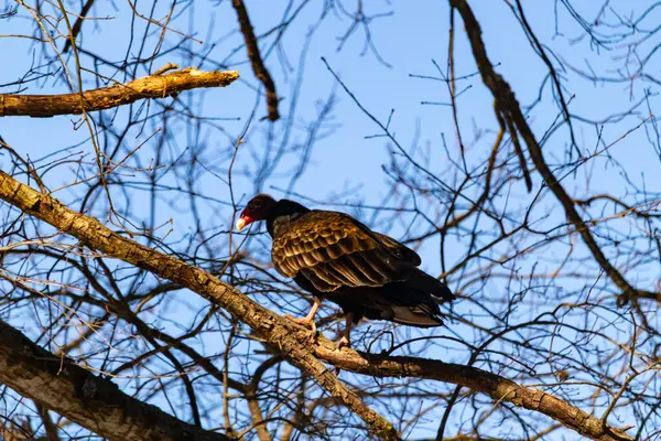 Ayırt edici kırmızı kafası ve koyu kahverengi tüyleriyle bir hindi akbabası, açık mavi gökyüzüne karşı çıplak bir ağaç dalına tünemiş. Kuşun keskin gagası ve dikkatli duruşu doğal ortamında bir uyanıklık hissi verir..