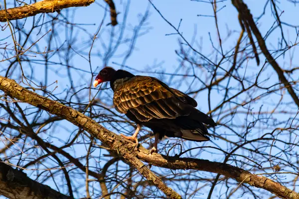 Ayırt edici kırmızı kafası ve koyu kahverengi tüyleriyle bir hindi akbabası, açık mavi gökyüzüne karşı çıplak bir ağaç dalına tünemiş. Kuşun keskin gagası ve dikkatli duruşu doğal ortamında bir uyanıklık hissi verir..