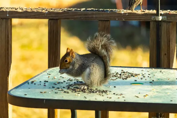 Kabarık tüylü gri bir sincap cam bir masanın üzerinde oturur ve özenle dağınık ayçiçeği tohumlarını kemirir. Kıllı kuyruğu göze çarpar ve ahşap korkuluklar arka planı bulanıklaştırır..