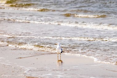 Yalnız bir martı, yumuşak dalgalar kumlu sahile vururken suyun kenarında duruyor. Huzurlu bir sahil anı. Kuş doğal ortamında..