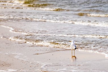 Yalnız bir martı, yumuşak dalgalar kumlu sahile vururken suyun kenarında duruyor. Huzurlu bir sahil anı. Kuş doğal ortamında..