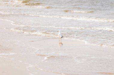Yalnız bir martı, yumuşak dalgalar kumlu sahile vururken suyun kenarında duruyor. Huzurlu bir sahil anı. Kuş doğal ortamında..
