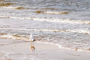 Yalnız bir martı, yumuşak dalgalar kumlu sahile vururken suyun kenarında duruyor. Huzurlu bir sahil anı. Kuş doğal ortamında..