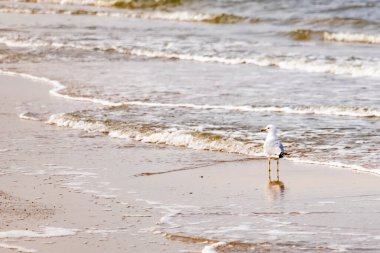 Yalnız bir martı, yumuşak dalgalar kumlu sahile vururken suyun kenarında duruyor. Huzurlu bir sahil anı. Kuş doğal ortamında..