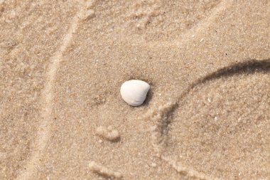 Issız, pürüzsüz, beyaz ve mavi deniz tarağı kabuğu kaba, altın kum üzerinde uzanır ve minimalist bir plaj sahnesi yaratır. Kumun dokusu kabuğun pürüzsüz yüzeyi ile çelişiyor..