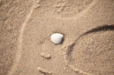 Issız, pürüzsüz, beyaz ve mavi deniz tarağı kabuğu kaba, altın kum üzerinde uzanır ve minimalist bir plaj sahnesi yaratır. Kumun dokusu kabuğun pürüzsüz yüzeyi ile çelişiyor..