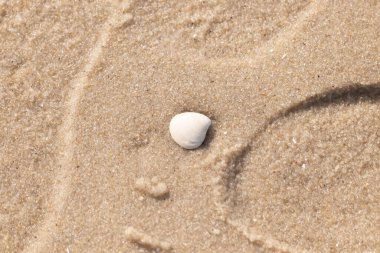 Issız, pürüzsüz, beyaz ve mavi deniz tarağı kabuğu kaba, altın kum üzerinde uzanır ve minimalist bir plaj sahnesi yaratır. Kumun dokusu kabuğun pürüzsüz yüzeyi ile çelişiyor..