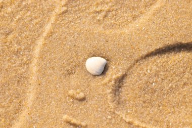 Issız, pürüzsüz, beyaz ve mavi deniz tarağı kabuğu kaba, altın kum üzerinde uzanır ve minimalist bir plaj sahnesi yaratır. Kumun dokusu kabuğun pürüzsüz yüzeyi ile çelişiyor..