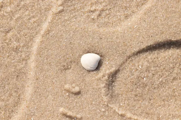 Issız, pürüzsüz, beyaz ve mavi deniz tarağı kabuğu kaba, altın kum üzerinde uzanır ve minimalist bir plaj sahnesi yaratır. Kumun dokusu kabuğun pürüzsüz yüzeyi ile çelişiyor..