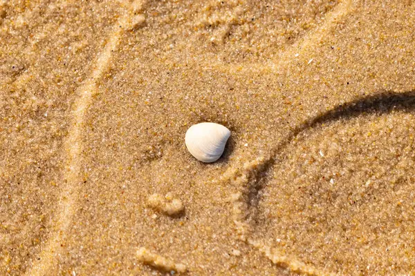 Issız, pürüzsüz, beyaz ve mavi deniz tarağı kabuğu kaba, altın kum üzerinde uzanır ve minimalist bir plaj sahnesi yaratır. Kumun dokusu kabuğun pürüzsüz yüzeyi ile çelişiyor..