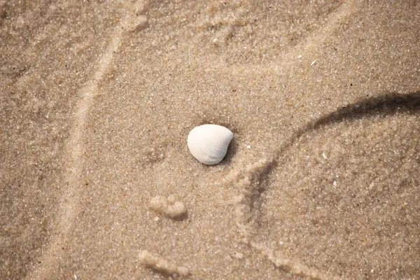 Issız, pürüzsüz, beyaz ve mavi deniz tarağı kabuğu kaba, altın kum üzerinde uzanır ve minimalist bir plaj sahnesi yaratır. Kumun dokusu kabuğun pürüzsüz yüzeyi ile çelişiyor..