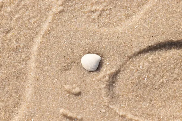 Issız, pürüzsüz, beyaz ve mavi deniz tarağı kabuğu kaba, altın kum üzerinde uzanır ve minimalist bir plaj sahnesi yaratır. Kumun dokusu kabuğun pürüzsüz yüzeyi ile çelişiyor..