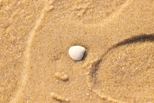 Issız, pürüzsüz, beyaz ve mavi deniz tarağı kabuğu kaba, altın kum üzerinde uzanır ve minimalist bir plaj sahnesi yaratır. Kumun dokusu kabuğun pürüzsüz yüzeyi ile çelişiyor..