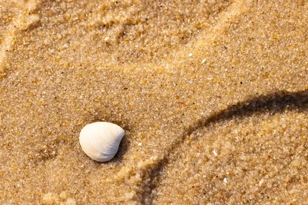 Issız, pürüzsüz, beyaz ve mavi deniz tarağı kabuğu kaba, altın kum üzerinde uzanır ve minimalist bir plaj sahnesi yaratır. Kumun dokusu kabuğun pürüzsüz yüzeyi ile çelişiyor..