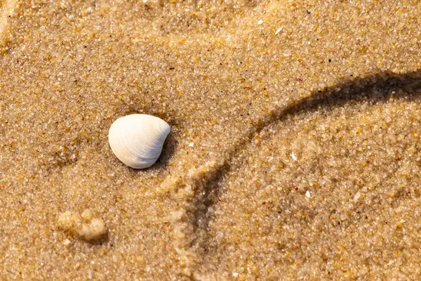 Issız, pürüzsüz, beyaz ve mavi deniz tarağı kabuğu kaba, altın kum üzerinde uzanır ve minimalist bir plaj sahnesi yaratır. Kumun dokusu kabuğun pürüzsüz yüzeyi ile çelişiyor..